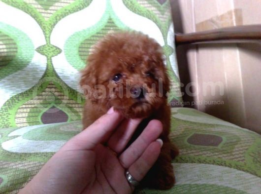 Toy Poodle Redbrown Kırmızı Safkan A Kalite Garantili görsel