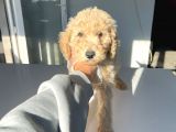 Orji̇nal Standart Boy Labradoodle Bebekler