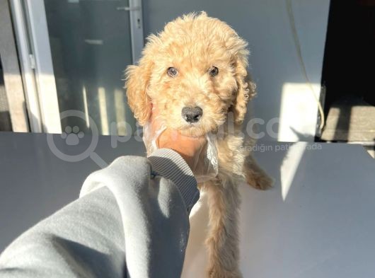 Orji̇nal Standart Boy Labradoodle Bebekler görsel
