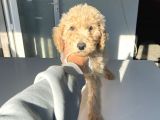 Orji̇nal Standart Boy Labradoodle Bebekler