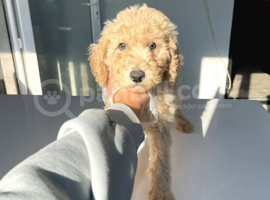 Orji̇nal Standart Boy Labradoodle Bebekler