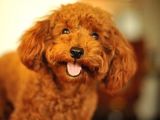 Toy Poodle Redbrown Kırmızı Safkan A Kalite Garantili