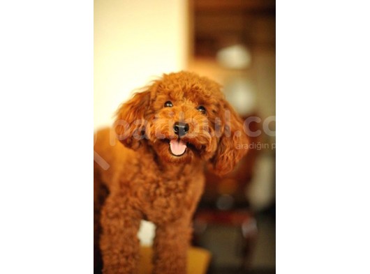 Toy Poodle Redbrown Kırmızı Safkan A Kalite Garantili görsel