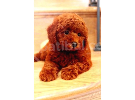 Toy Poodle Redbrown Kırmızı Safkan A Kalite Garantili