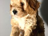 Brown Dşi Maltipoo Yavrumuz Teslime Hazır
