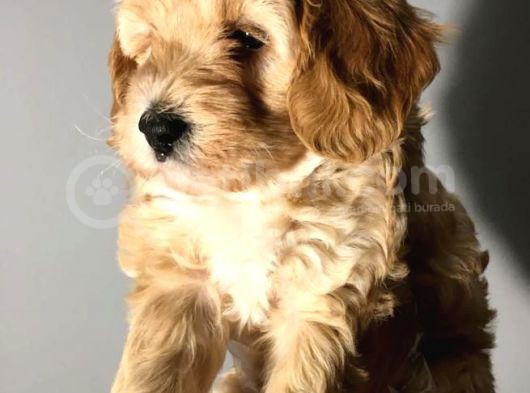 Brown Dşi Maltipoo Yavrumuz Teslime Hazır görsel