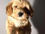 Brown Dşi Maltipoo Yavrumuz Teslime Hazır