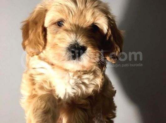 Brown Dşi Maltipoo Yavrumuz Teslime Hazır görsel