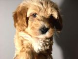 Brown dşi Maltipoo Yavrumuz Teslime Hazır