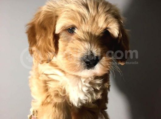 Brown Dşi Maltipoo Yavrumuz Teslime Hazır