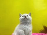 Erkek Ve Dişi Show Kalitede Irkının En İyi Temsilci British Shorthair