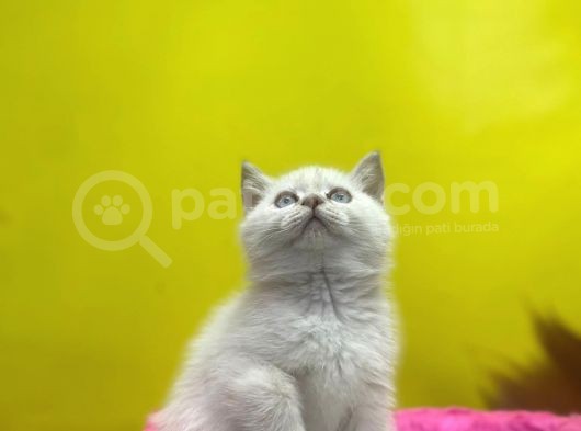 Erkek Ve Dişi Show Kalitede Irkının En İyi Temsilci British Shorthair görsel