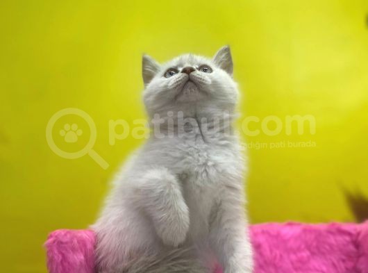 Erkek Ve Dişi Show Kalitede Irkının En İyi Temsilci British Shorthair görsel