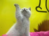 Erkek Ve Dişi Show Kalitede Irkının En İyi Temsilci British Shorthair