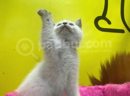 Erkek Ve Dişi Show Kalitede Irkının En İyi Temsilci British Shorthair görsel