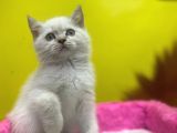 Erkek Ve Dişi Show Kalitede Irkının En İyi Temsilci British Shorthair