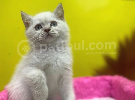 Erkek Ve Dişi Show Kalitede Irkının En İyi Temsilci British Shorthair görsel