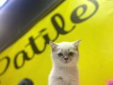 Erkek Ve Dişi Show Kalitede Irkının En İyi Temsilci British Shorthair
