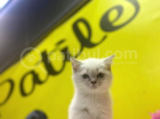 Erkek Ve Dişi Show Kalitede Irkının En İyi Temsilci British Shorthair görsel