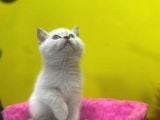 Erkek Ve Dişi Show Kalitede Irkının En İyi Temsilci British Shorthair