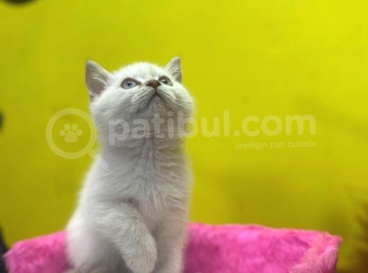 Erkek Ve Dişi Show Kalitede Irkının En İyi Temsilci British Shorthair görsel