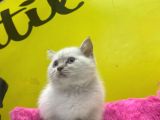 Erkek Ve Dişi Show Kalitede Irkının En İyi Temsilci British Shorthair