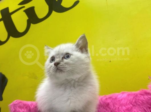 Erkek Ve Dişi Show Kalitede Irkının En İyi Temsilci British Shorthair görsel