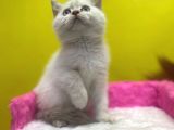 Erkek Ve Dişi Show Kalitede Irkının En İyi Temsilci British Shorthair
