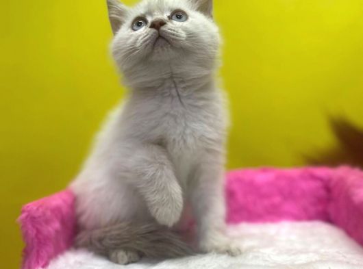 Erkek Ve Dişi Show Kalitede Irkının En İyi Temsilci British Shorthair görsel