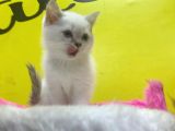 Erkek Ve Dişi Show Kalitede Irkının En İyi Temsilci British Shorthair
