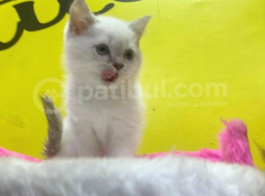 Erkek ve Dişi Show Kalitede Irkının En İyi Temsilci British Shorthair