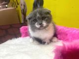 Ender Bulunan Renklerde Show Kalitede Scottish Fold Yavruları