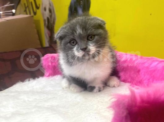 Ender Bulunan Renklerde Show Kalitede Scottish Fold Yavruları görsel