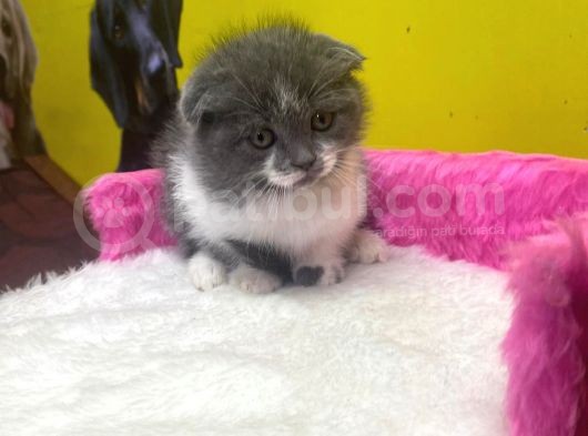 Ender Bulunan Renklerde Show Kalitede Scottish Fold Yavruları görsel