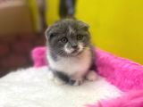 Ender Bulunan Renklerde Show Kalitede Scottish Fold Yavruları