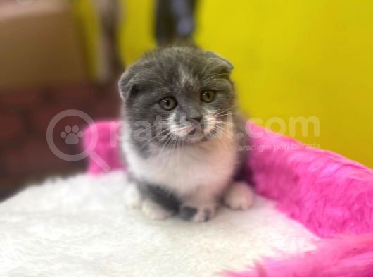 Ender Bulunan Renklerde Show Kalitede Scottish Fold Yavruları görsel