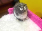 Ender Bulunan Renklerde Show Kalitede Scottish Fold Yavruları