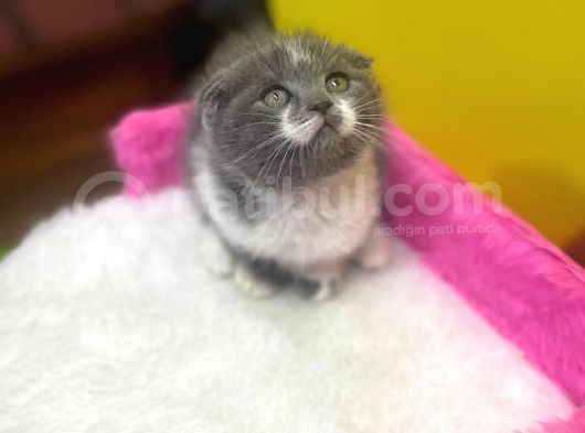 Ender Bulunan Renklerde Show Kalitede Scottish Fold Yavruları görsel