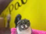 Ender Bulunan Renklerde Show Kalitede Scottish Fold Yavruları
