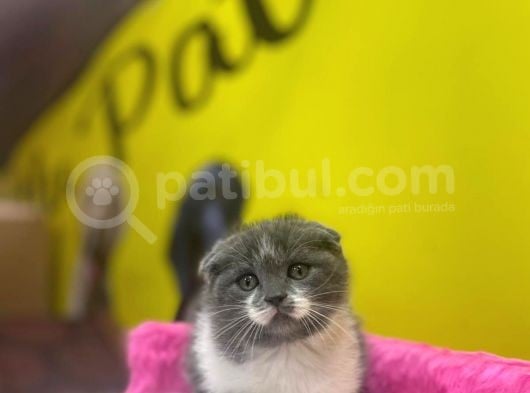 Ender Bulunan Renklerde Show Kalitede Scottish Fold Yavruları görsel