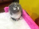 Ender Bulunan Renklerde Show Kalitede Scottish Fold Yavruları