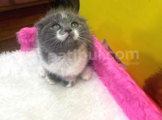 Ender Bulunan Renklerde Show Kalitede Scottish Fold Yavruları