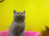 Lilac British Shorthair Yavrular