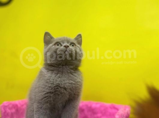 Lilac British Shorthair Yavrular görsel