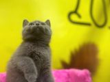 Lilac British Shorthair Yavrular
