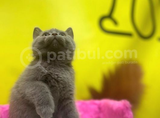 Lilac British Shorthair Yavrular görsel