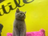 Lilac British Shorthair Yavrular