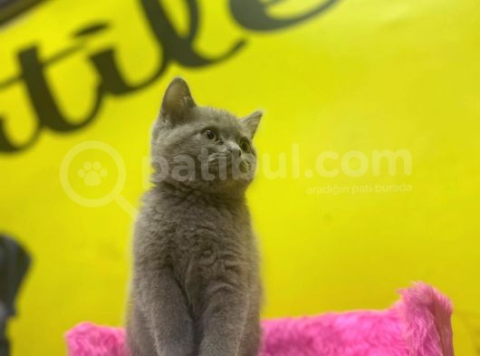 Lilac British Shorthair Yavrular görsel