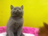 Lilac British Shorthair Yavrular
