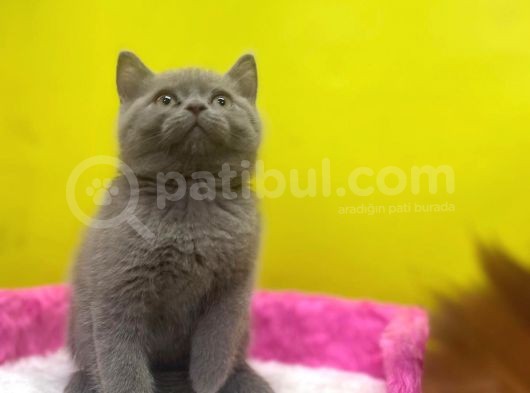 Lilac British Shorthair Yavrular görsel